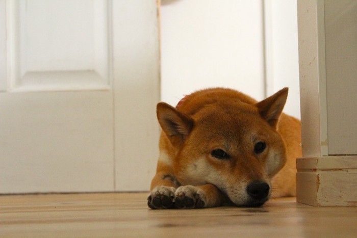 ドアの近くで伏せする犬