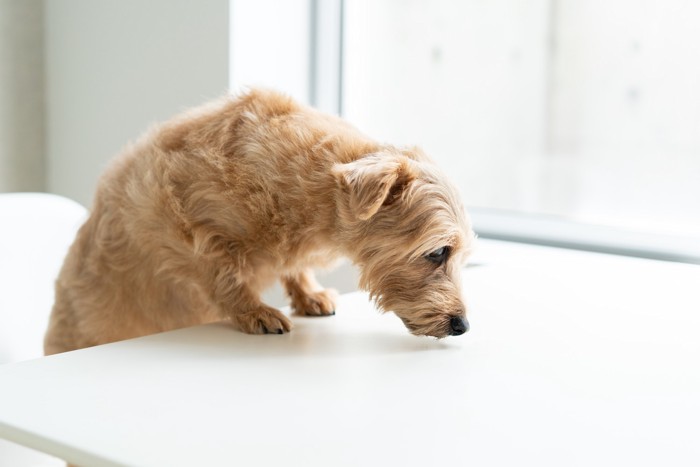 テーブルの上に身を乗り出している犬