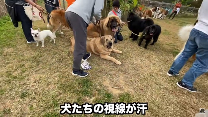 大型犬たちの視線