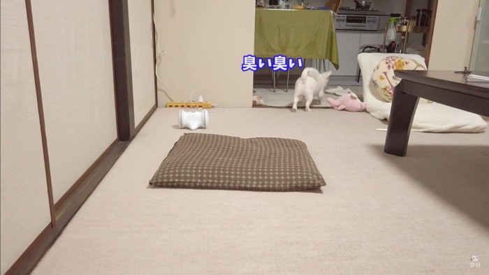 オナラをしてしまったコハクくん9
