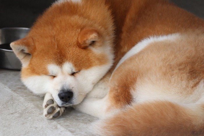 丸くなって寝る秋田犬