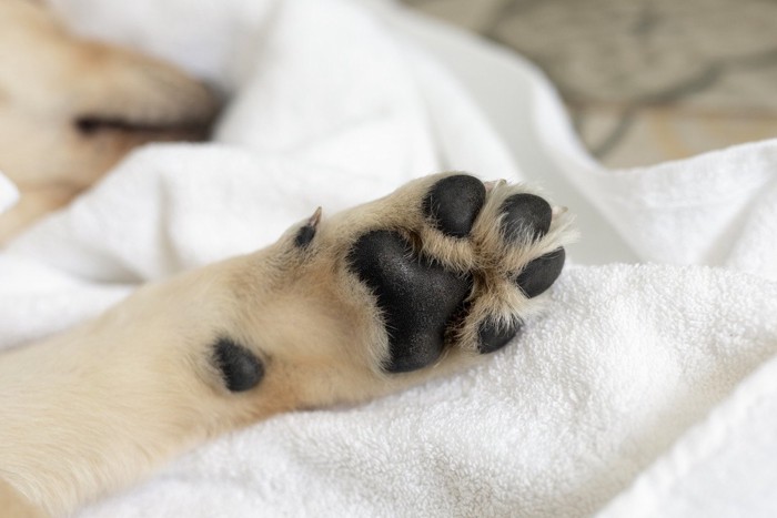 タオルの上で寝ている犬の肉球