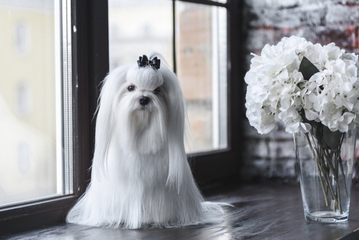 ロングヘアのマルチーズ