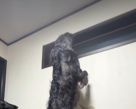 窓の外を見るウィルくん