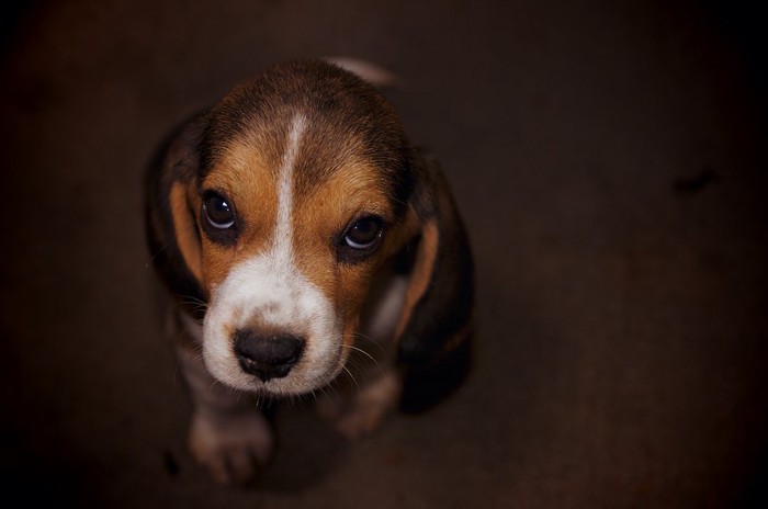 上目遣いでこちらを見つめる子犬