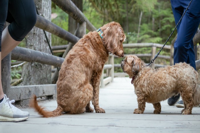 挨拶する犬たち