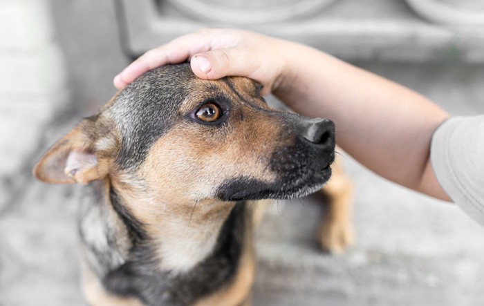 犬の頭を撫でる