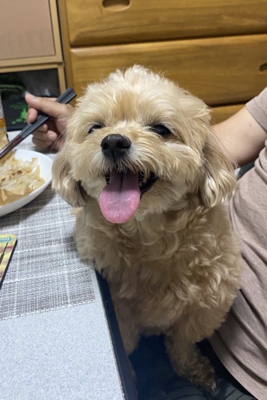 おいぬ