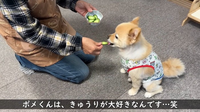 女性にキュウリをもらう犬