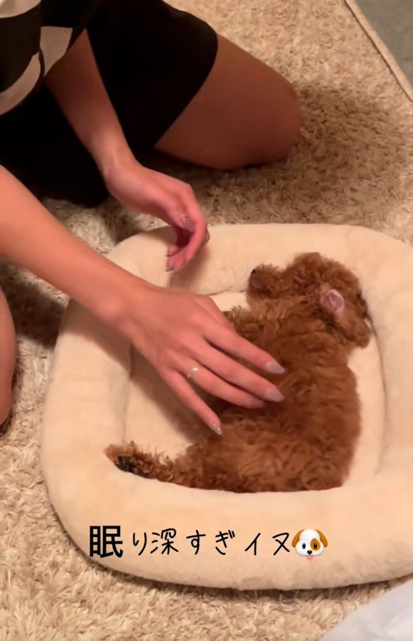 心配になる飼い主さん