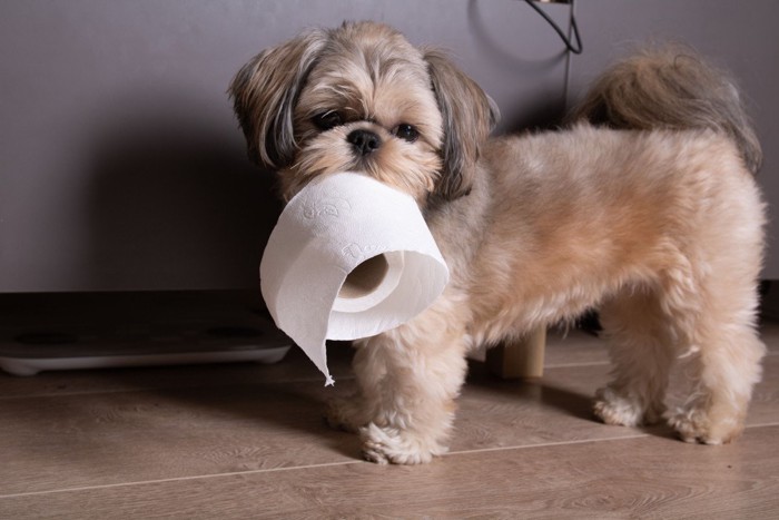 トイレットペーパーをくわえる犬