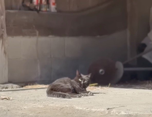 砂の上に寝転がる猫