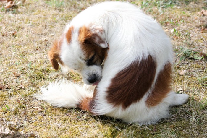 お尻を気にする犬