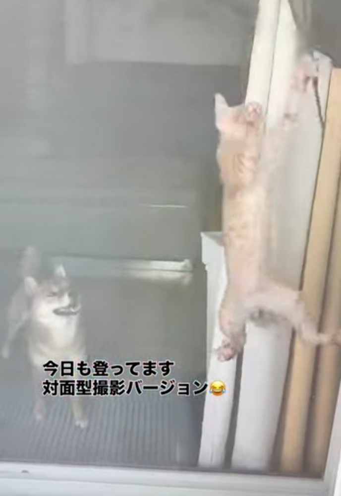 子猫を見守る犬