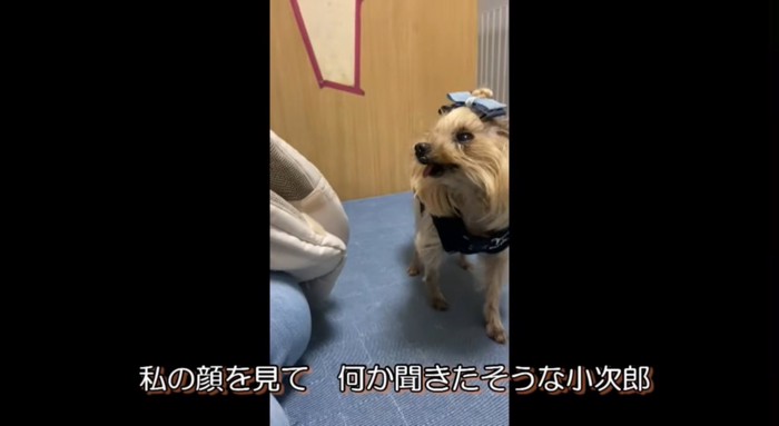 メスの老犬が入ったキャリーバッグを見つめるオスの老犬