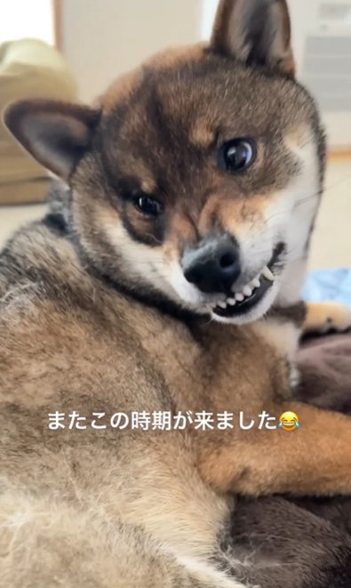 ブラッシングにキレる柴犬