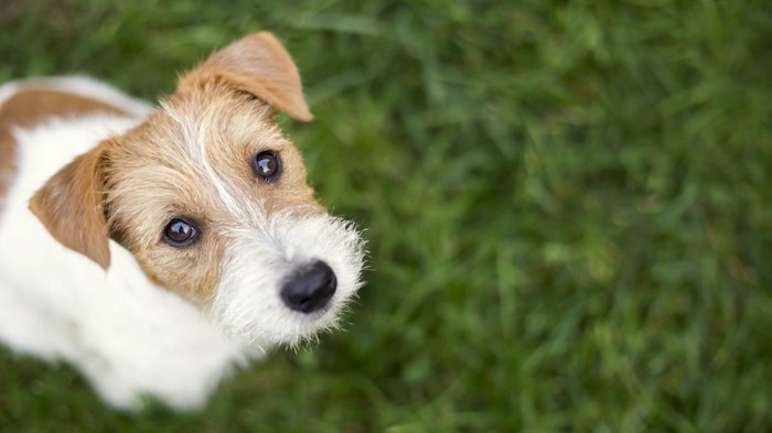 芝生の上でこちらを見上げる犬