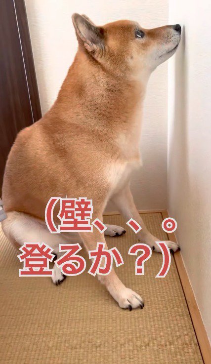 壁を見つめる犬