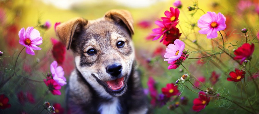 赤とピンクのお花と犬