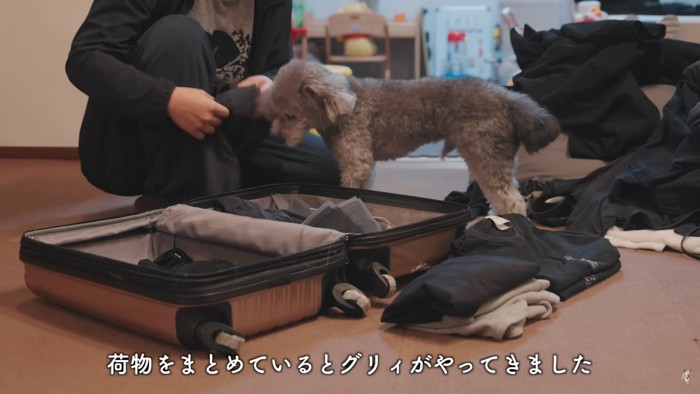 荷造りを邪魔する犬