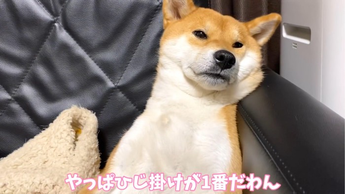 肘掛けにもたれる犬