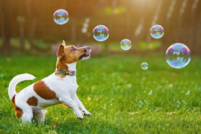 シャボン玉で遊ぶ犬