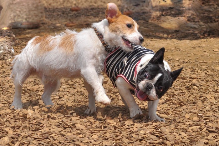 ドッグランで飛びかかる犬