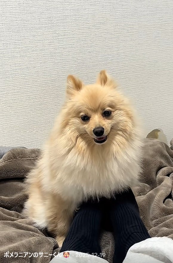 足で撫でる飼い主さん