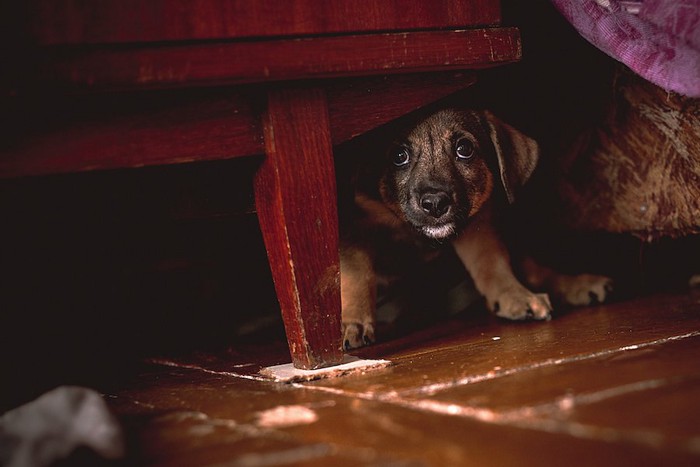 怯えた様子で家具の下に隠れる子犬