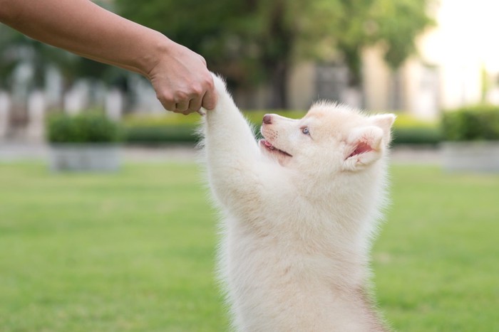 子犬の手を持つ人