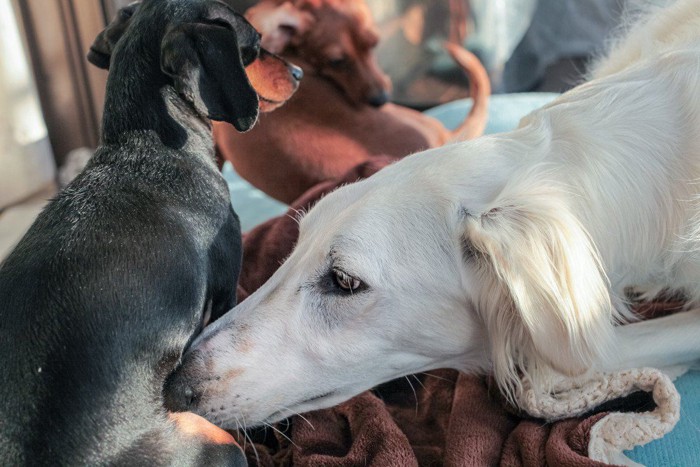 大型犬と小型犬