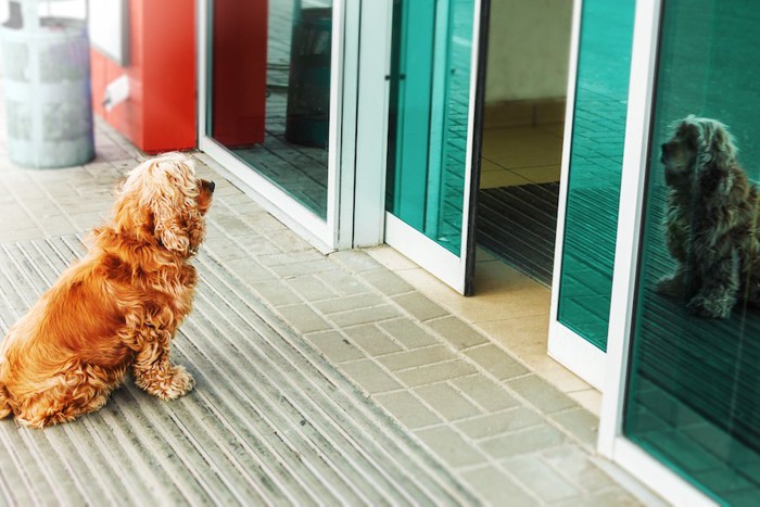 お店の外で飼い主を待つ犬