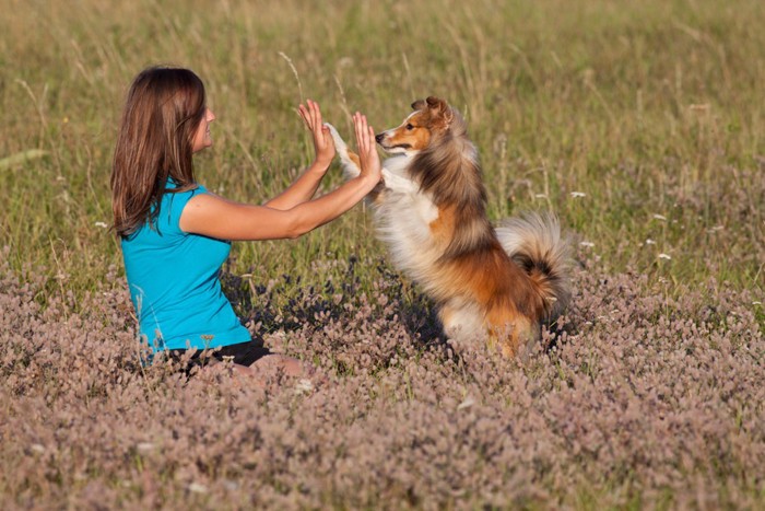 犬と飼い主がハイタッチしている写真