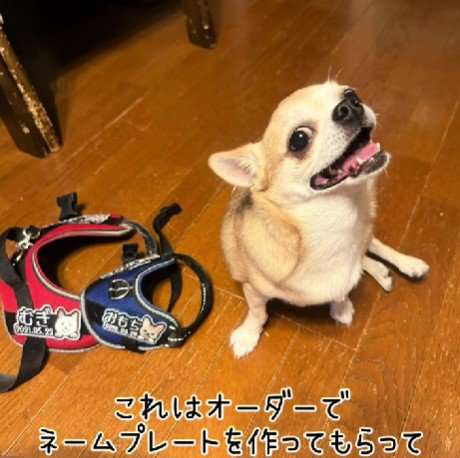 家族に溺愛されているよ