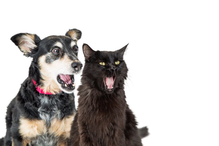 口を開けた犬と猫