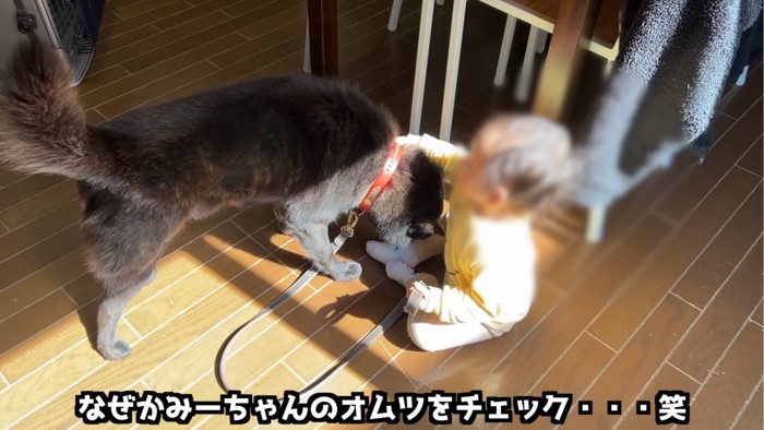 においをかぐ犬