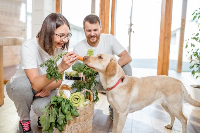 野菜の匂いを嗅ぐ犬