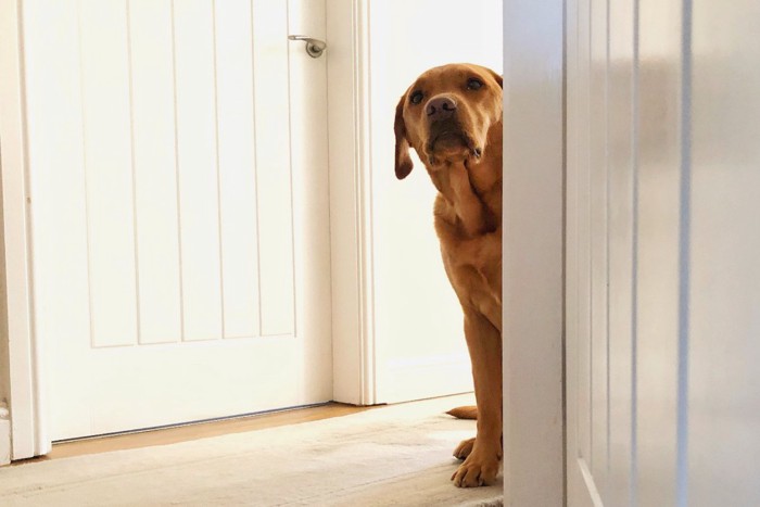 覗く悲しい顔の犬