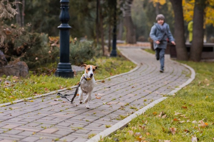 リードをつけて走る犬を追いかける子供