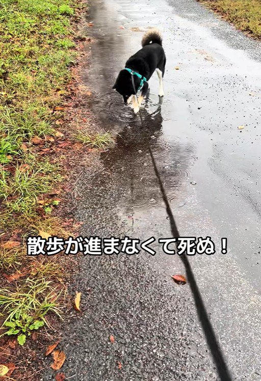 水たまりに興味津々のくろまめ君