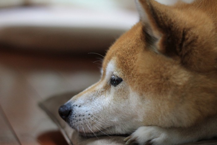 悲しそうに伏せる柴犬