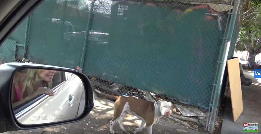 車を見ながら歩く犬