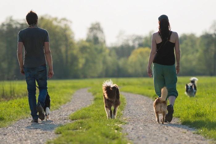 野道を歩く人と犬達の後ろ姿