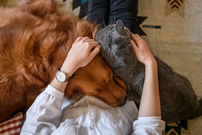 飼い主に甘えている犬と猫