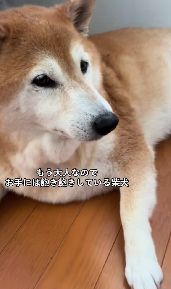 「おて」