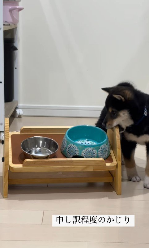 水を飲む猪之助くん8