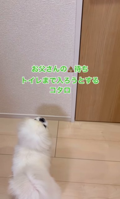 トイレの前で待たされるペキニーズ