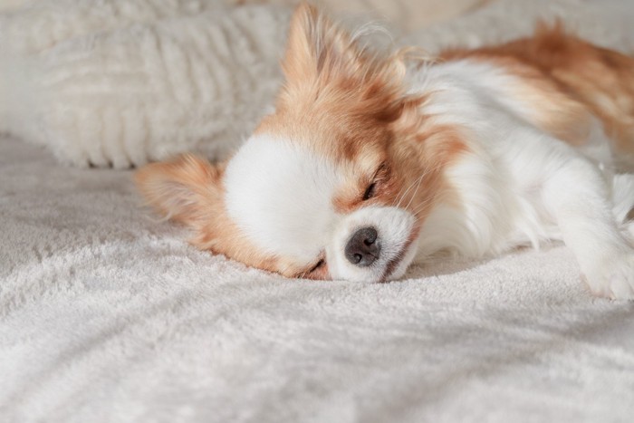 眠るチワワ