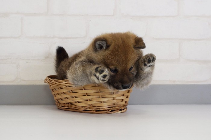 カゴの中で遊ぶ豆柴