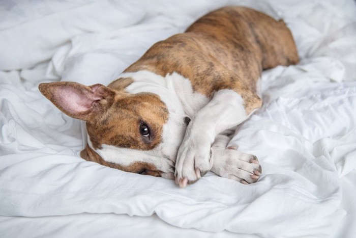 ベッドの上で横になる犬